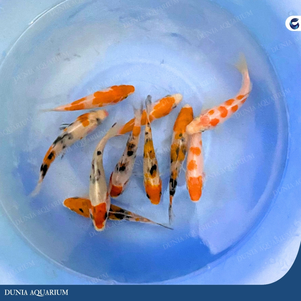 KOI KOHAKU SANKE MIX