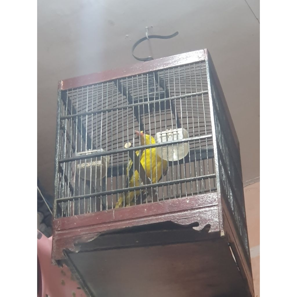 TERLARIS BURUNG KEPODANG SUMBAWA SUDAH BUNYI BISA KIRIM KESELURUH INDONESIA