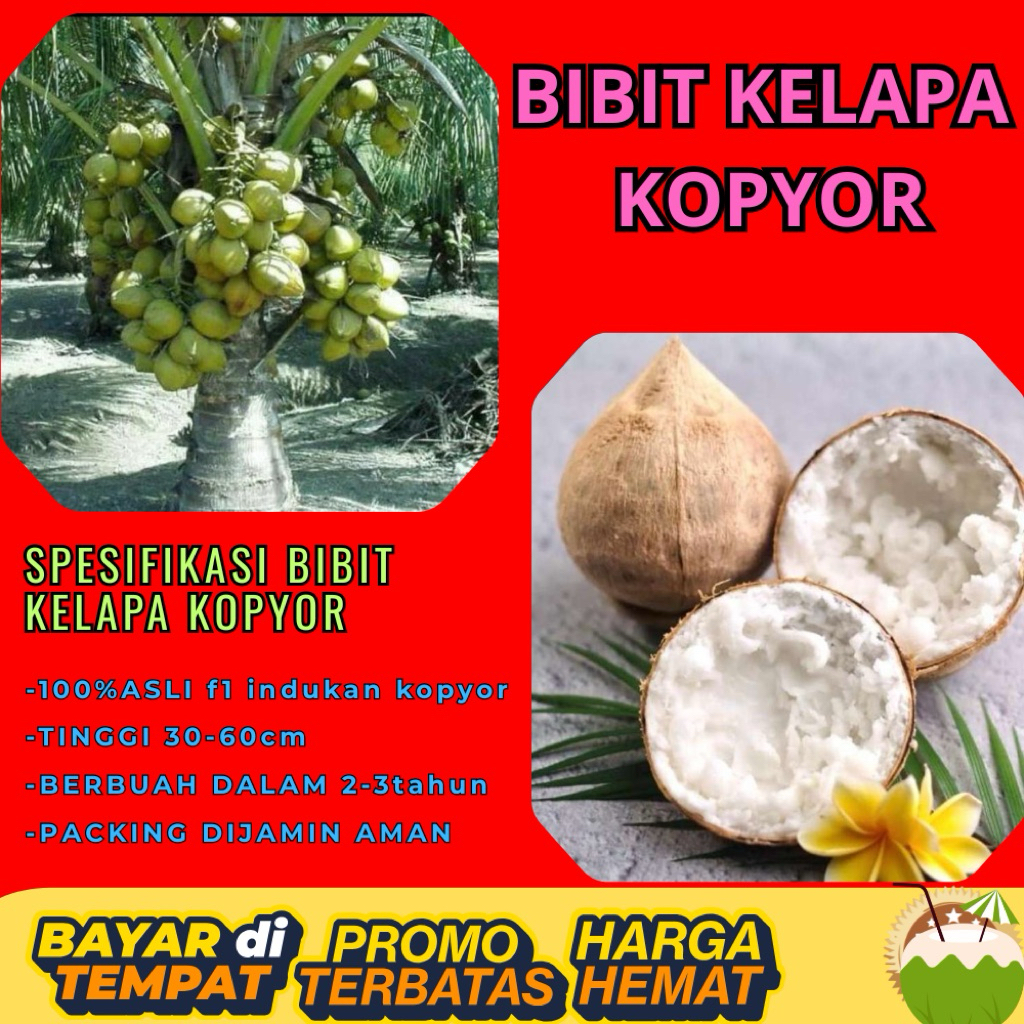 KUALITAS TERBAIK  Bibit Kelapa Kopyor Kultur Jaringan, Bibit Kelapa Kopyor Madu
