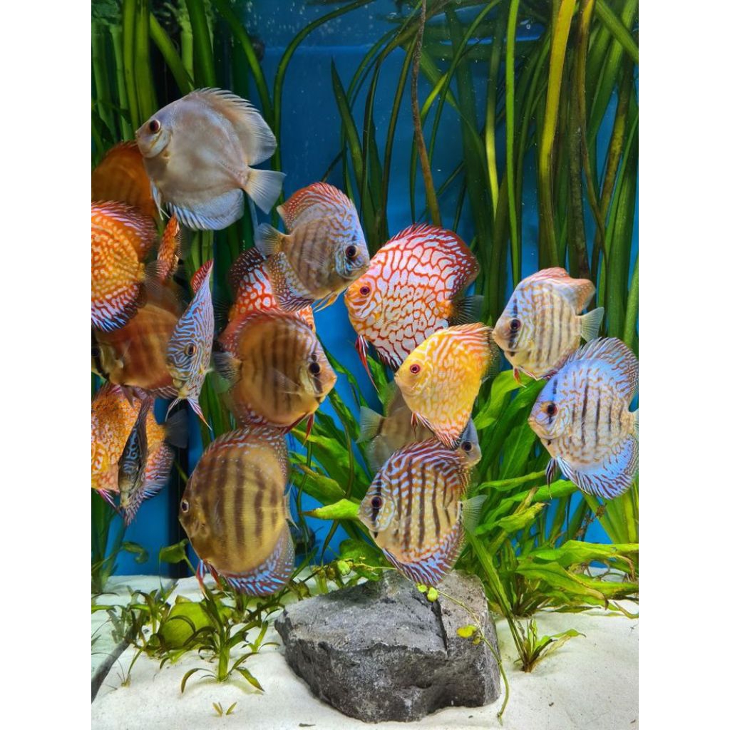 DISCUS 2INCH RANDOM LUAR PULAU CHAT ADMIN
