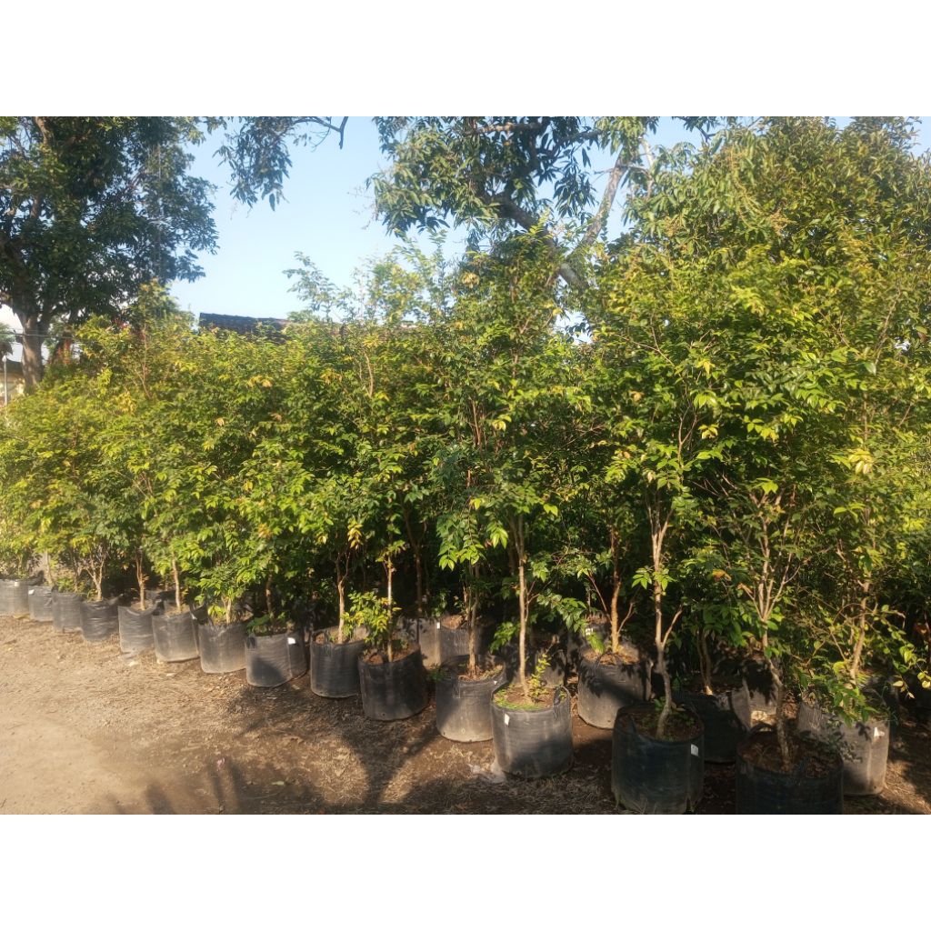 anggur_brazil_freco_berbuah