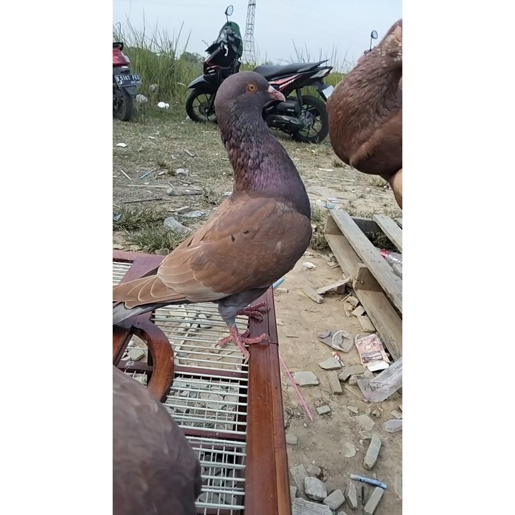 Merpati kolong bahan