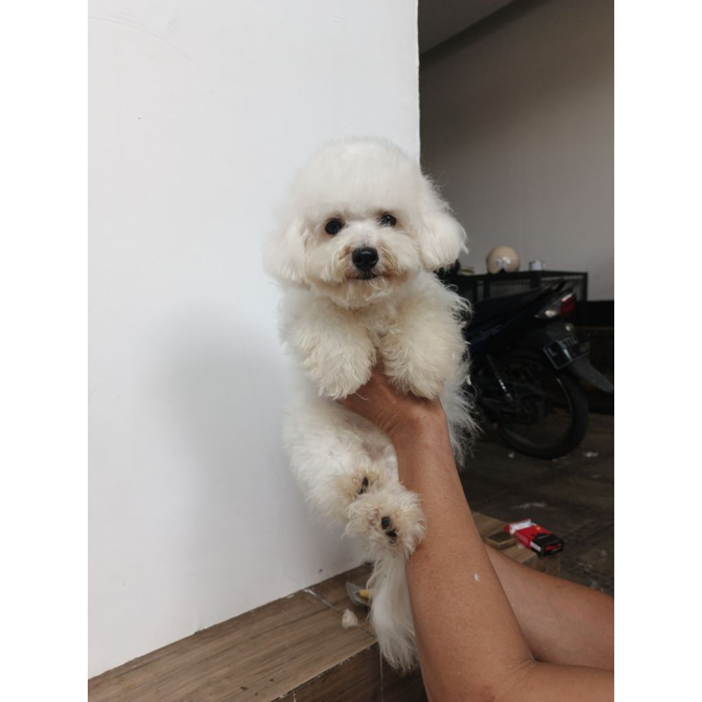 Bichon Frise Puppy Betina