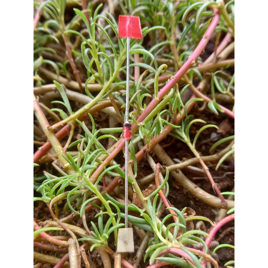 dioda zener 1n4732 4v7 4,7 orginal hitachi