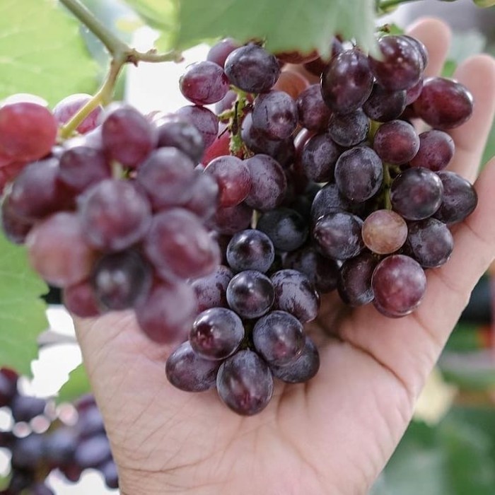 Bibit Anggur Jupiter Import Batang Besar Grafting Valid