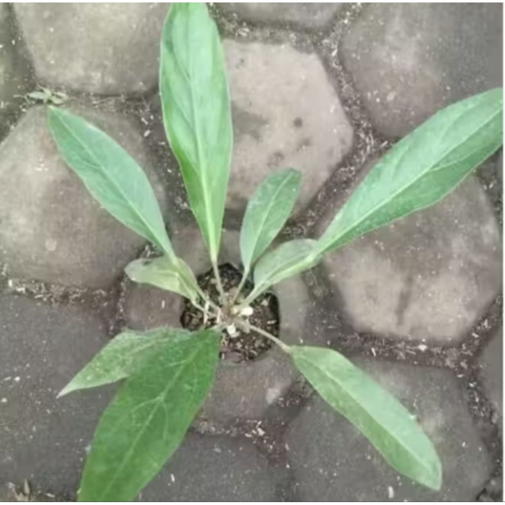 tanaman hias gelombang cinta