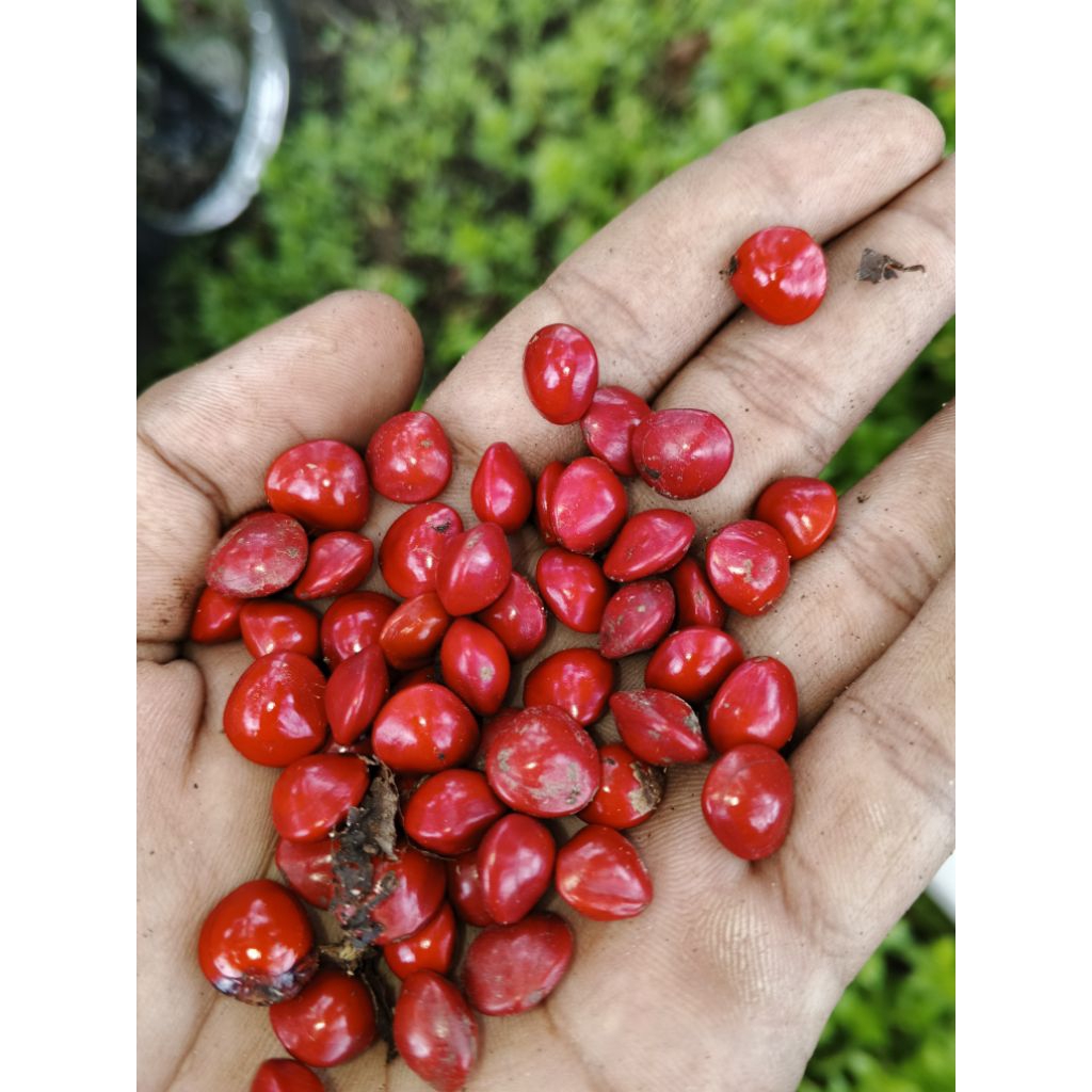 Biji Saga Merah Untuk Kerajinan dan Herbal