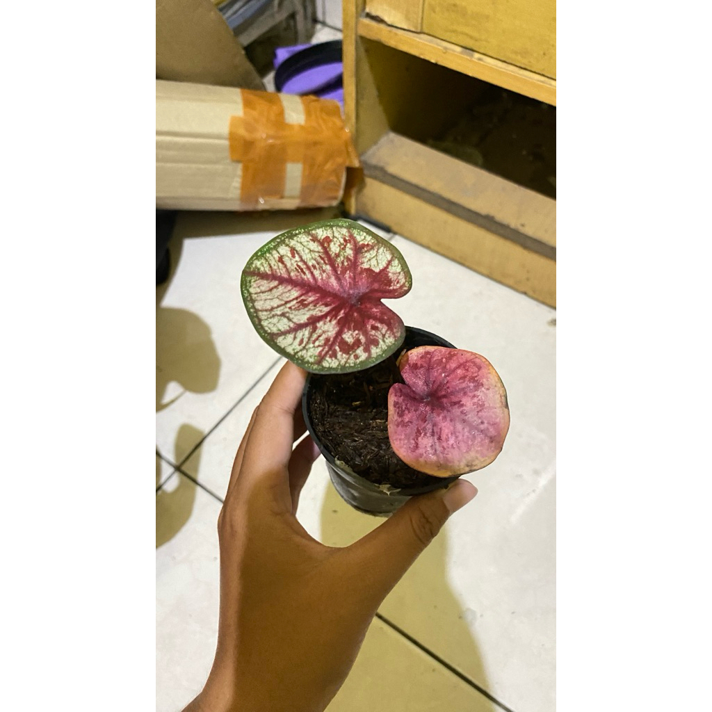 Tanaman Hias Caladium Tootsie
