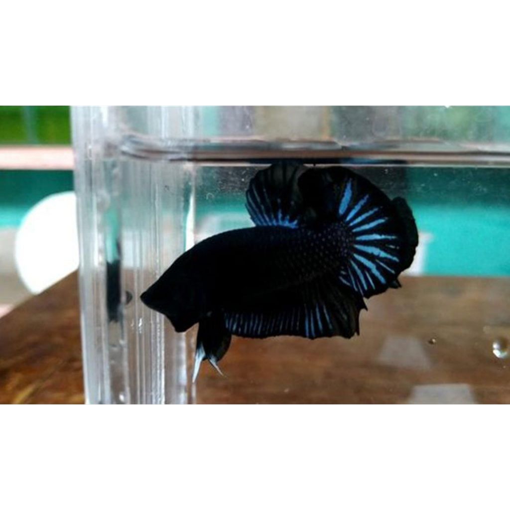 black king ikan cupang black king bagus untuk aduan warna bagus (promo) termurah