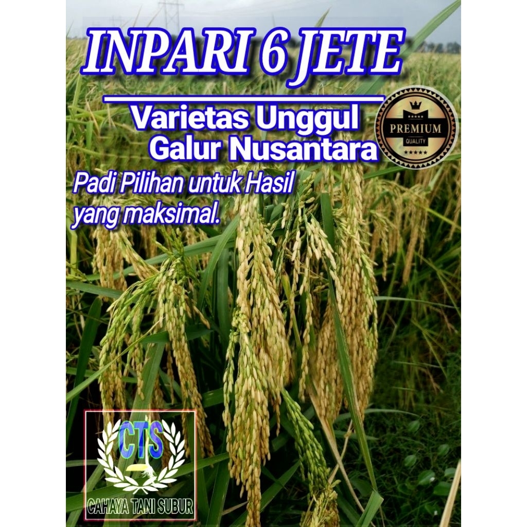 Inpari 6 Jete Benih Padi Bibit Unggul (1kg) kualitas Super