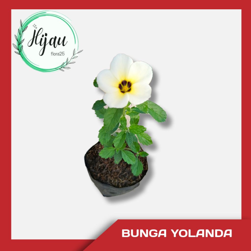 tanaman hias yolanda bunga kuning putih yolanda murah