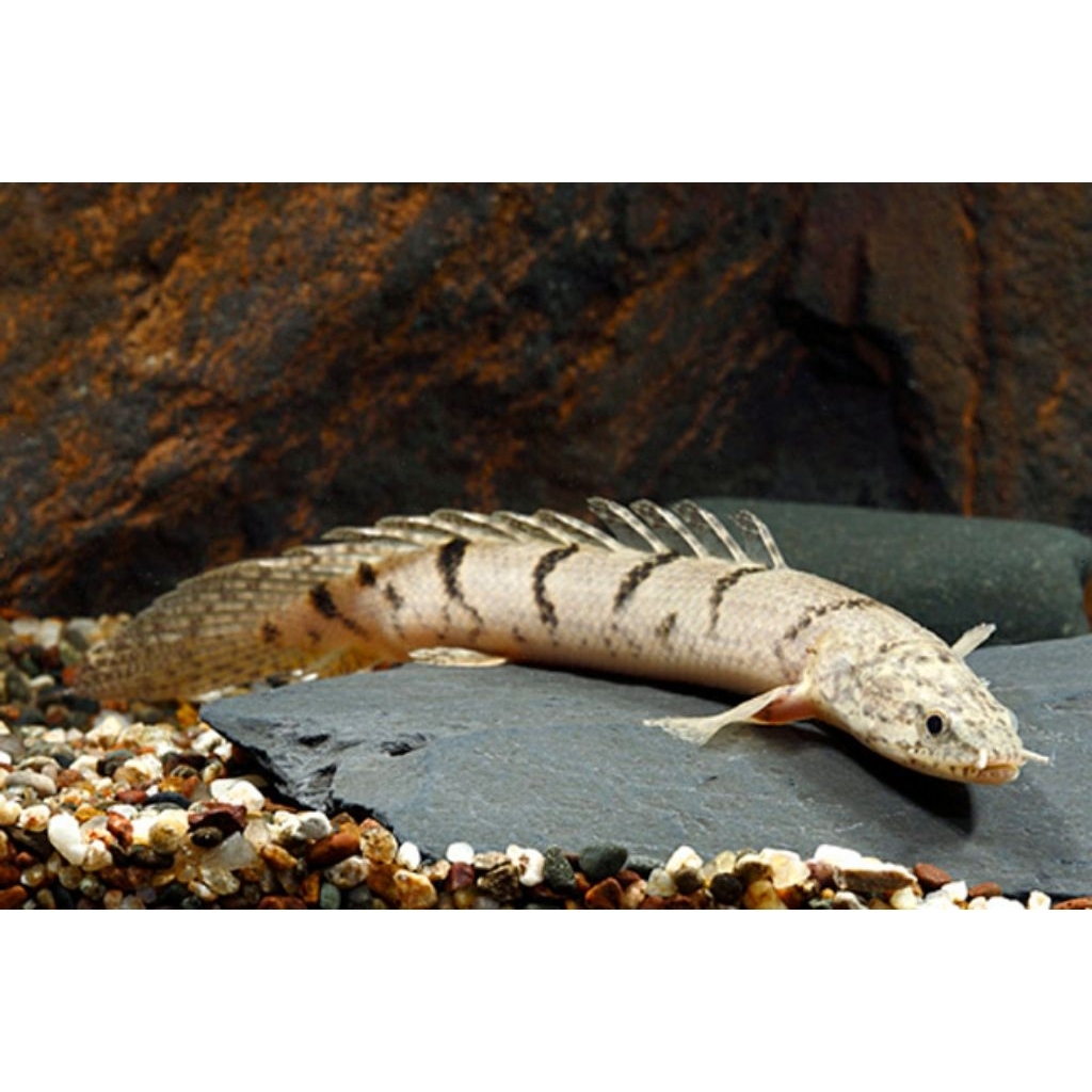 Palmas Delhezi 8-10cm