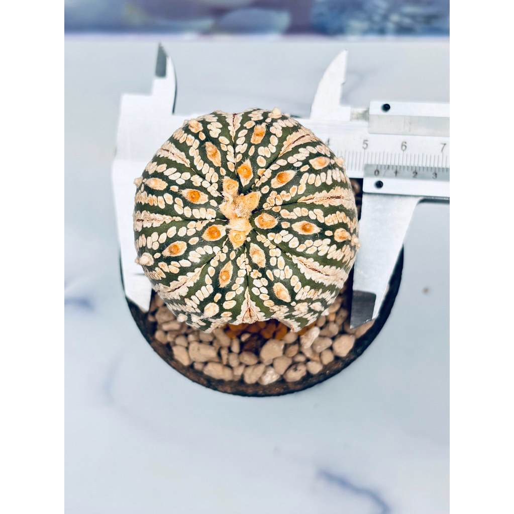 Part 2 Induk Kaktus Astro Asterias Super Kabuto Astrophytum