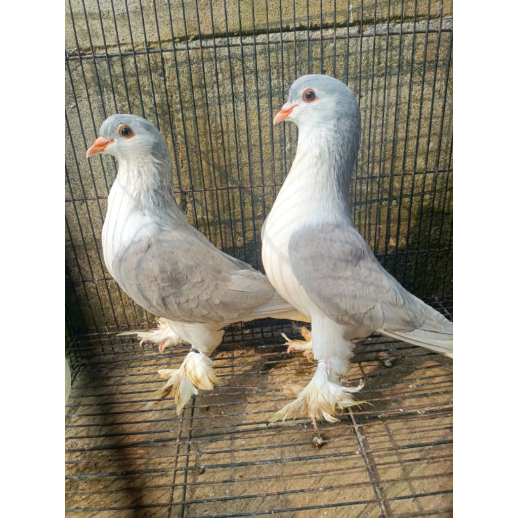 Sepasang jantan betina lahore produksi indukan merpati lahore asli merpati hias lahore indukan siap 
