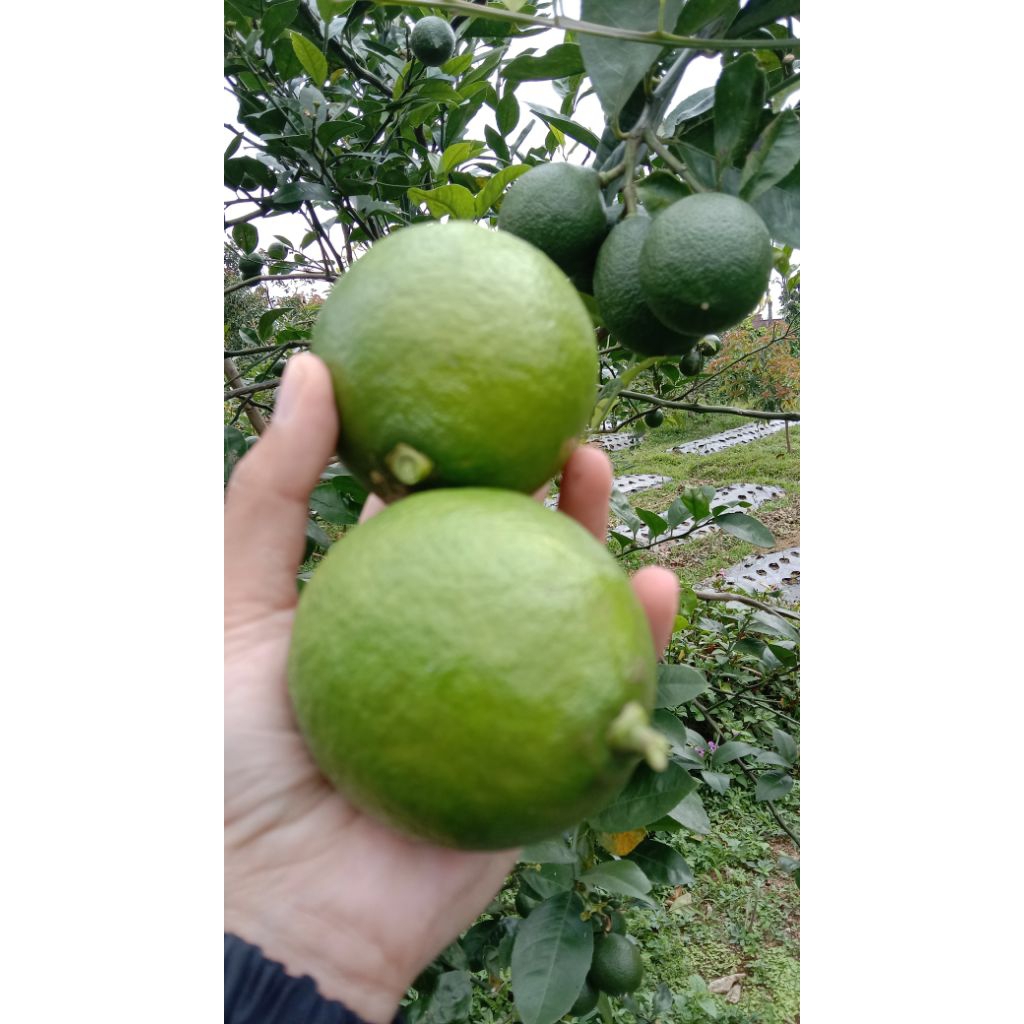 lemon-california-lemon