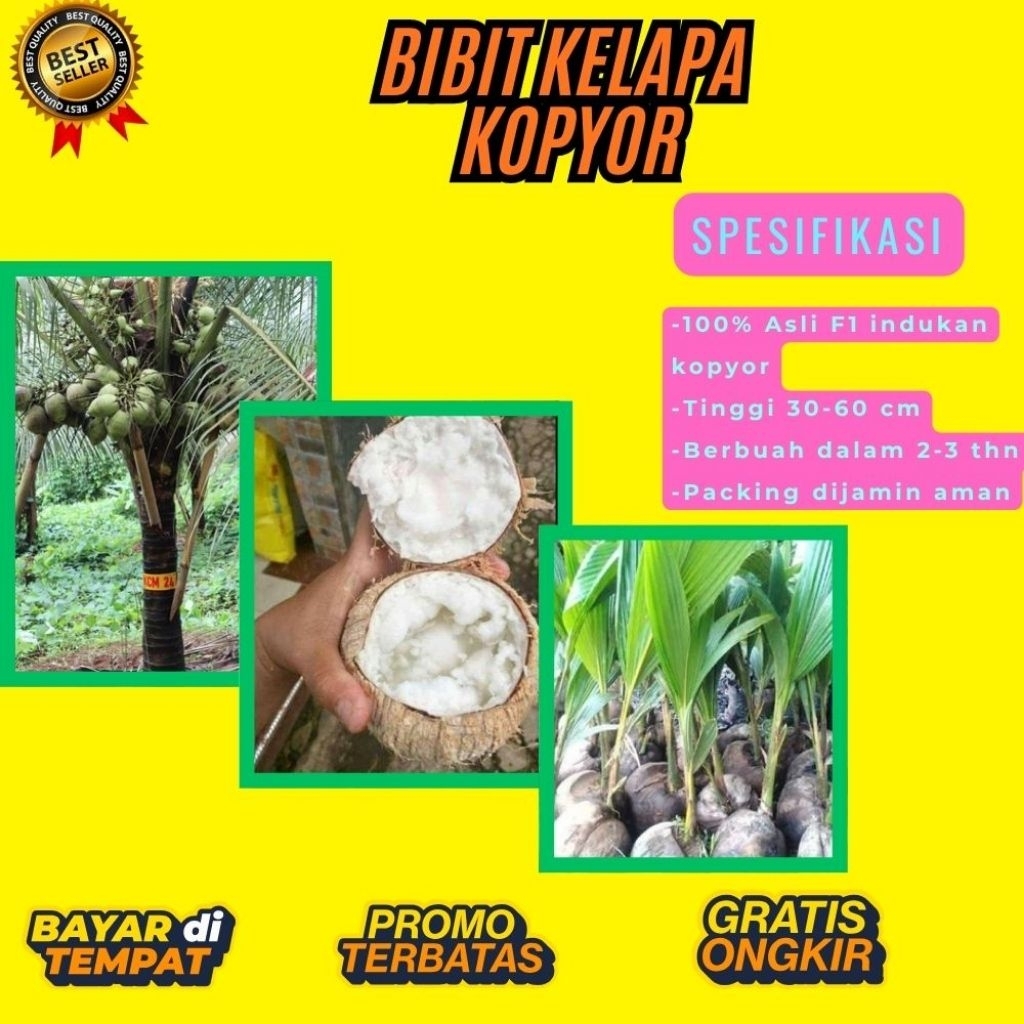 PROMO  Bibit Kelapa Kopyor, Bibit Kelapa Kopyor Asli, Bibit Kelapa Kopyor Bersertifikat
