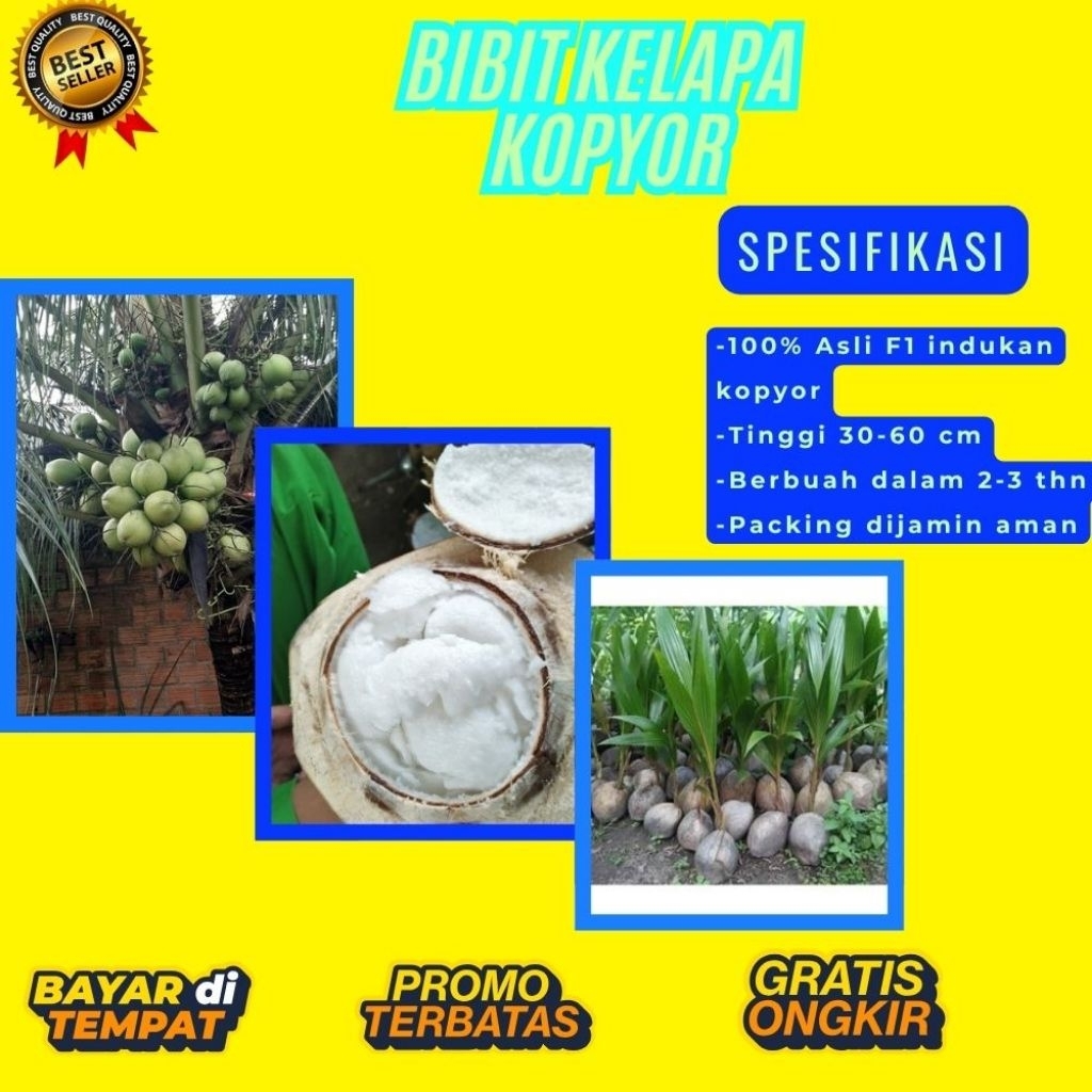 POHON PENDEK  Bibit Kelapa Kopyor Harga, Bibit Kelapa Kopyor Jelly, Bibit Kelapa Kopyor Jelly Thaila