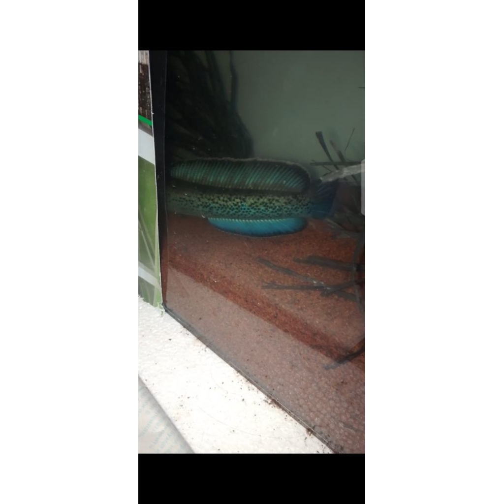 chana pair stewarti bonus auranti