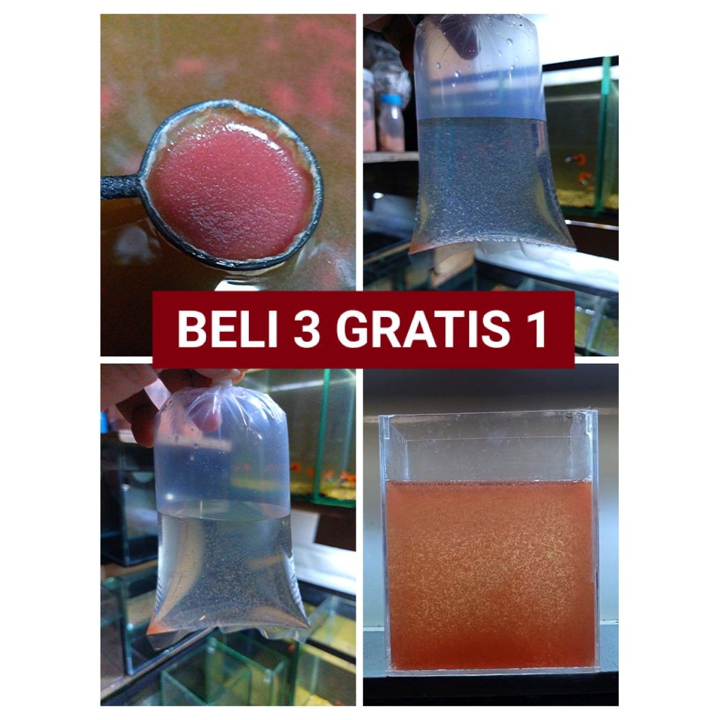 kutu air moina / pakan ikan / starter kultur kutu air