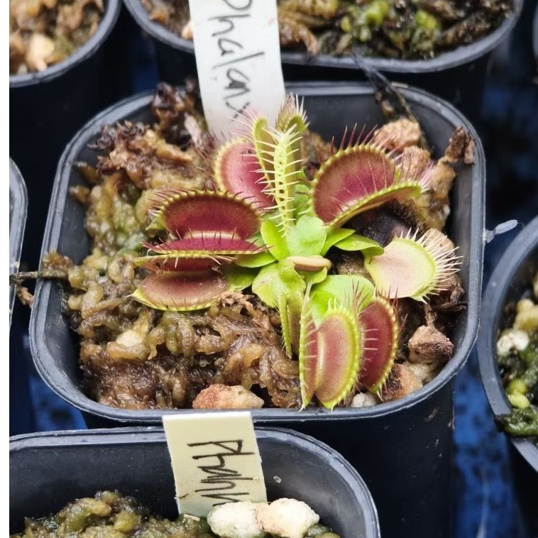 VFT phalanx