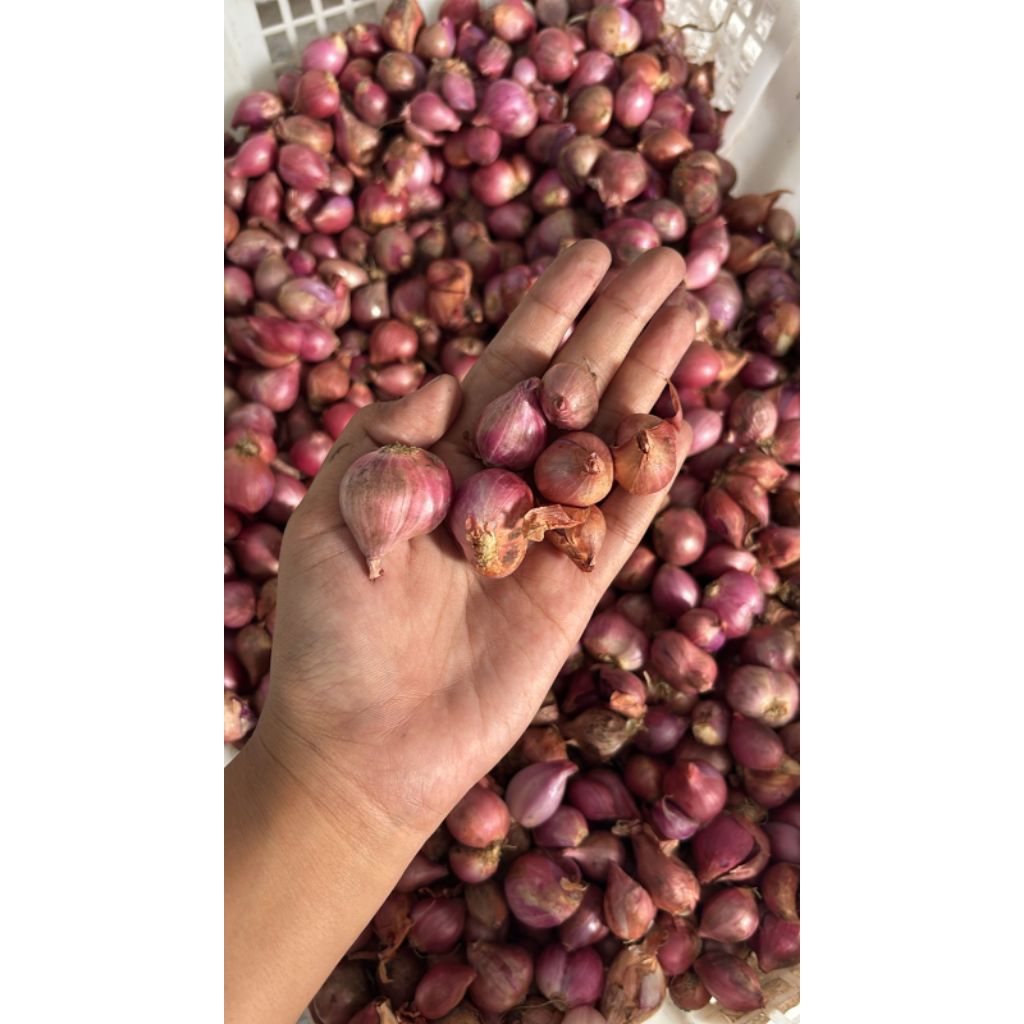 Bawang merah 1kg