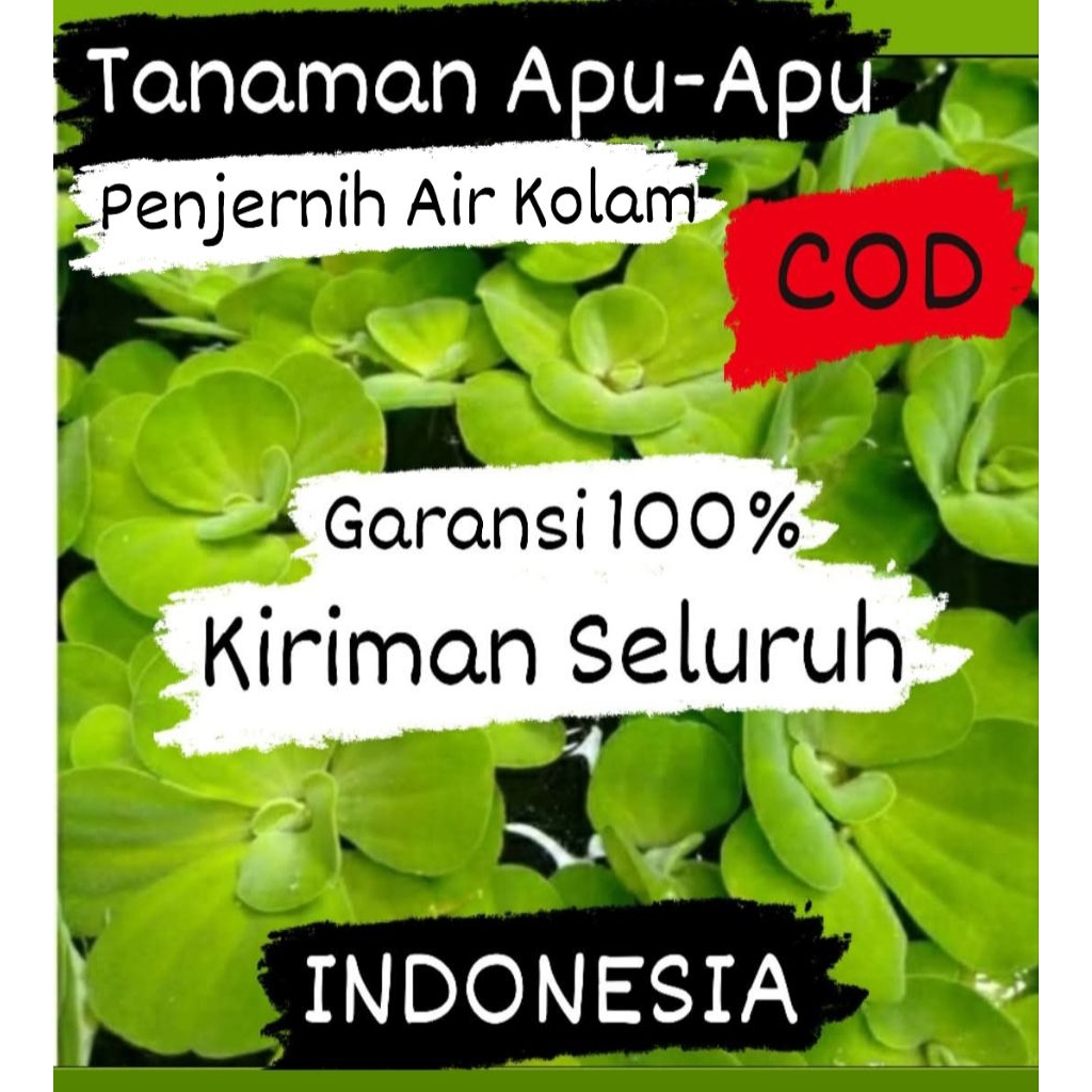 Apu Apu tanaman air Apu-Apu mawar