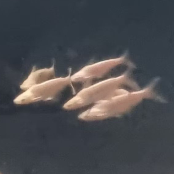 Hiasan ikan kolam aquarium patin albino putih