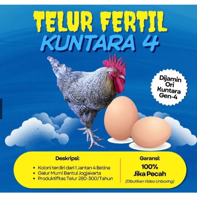 TELUR FERTIL AYAM KUNTARA 4 PRODUK FIRMAN FARMS