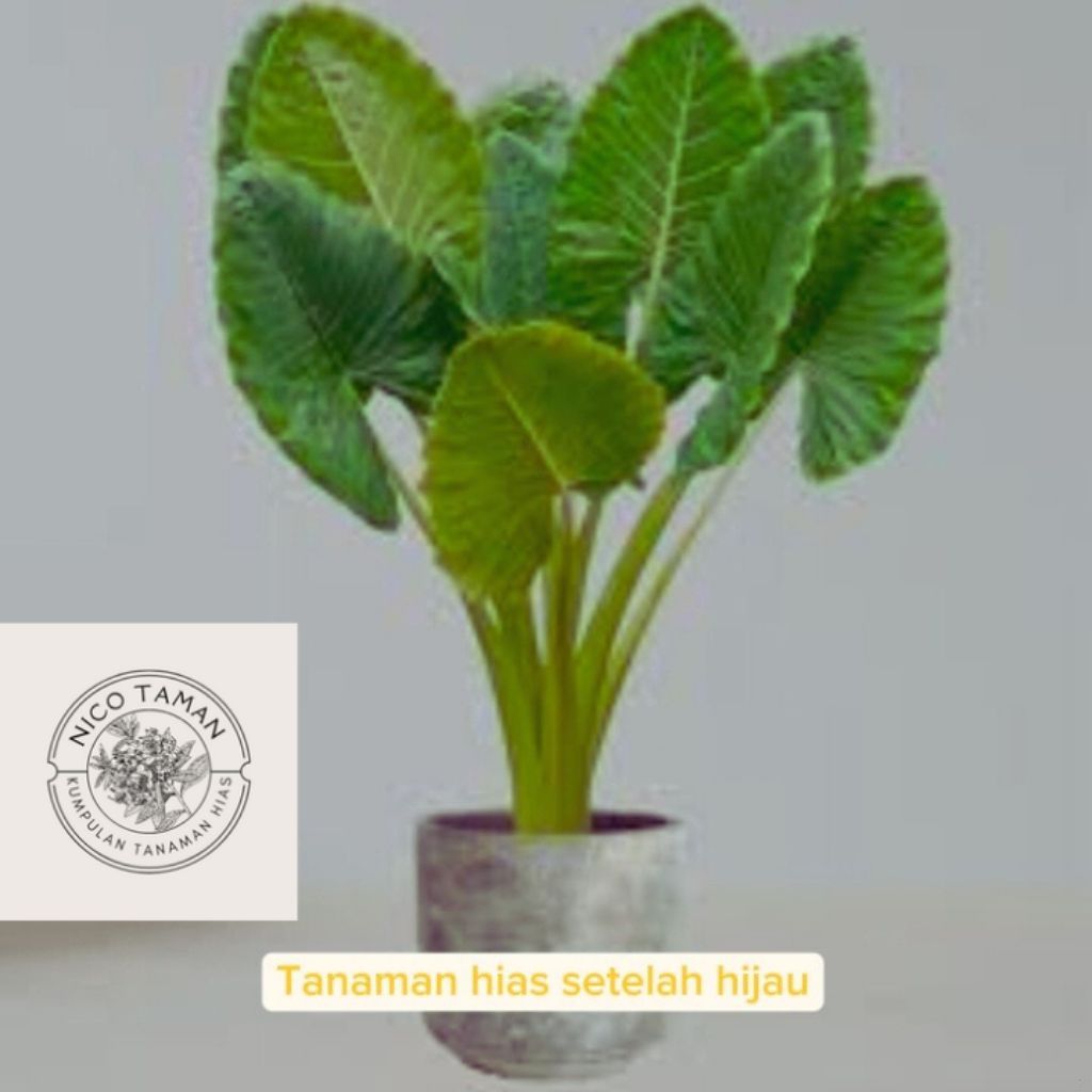 Tanaman Hias Bibit Sente Hijau Tanaman Hias Pakan Gurame Tanaman Hidup