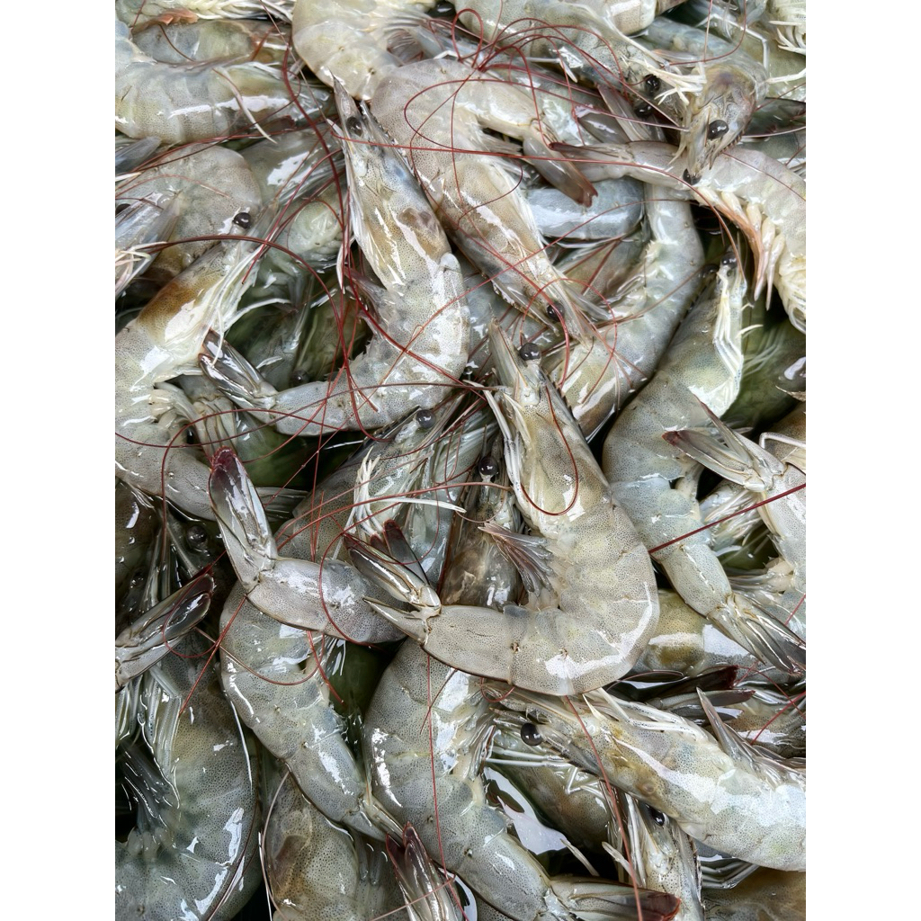 UDANG VANAME BESAR