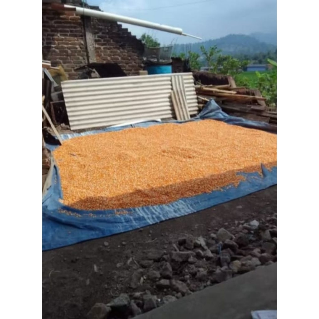 1kg jagung kering pakan ternak