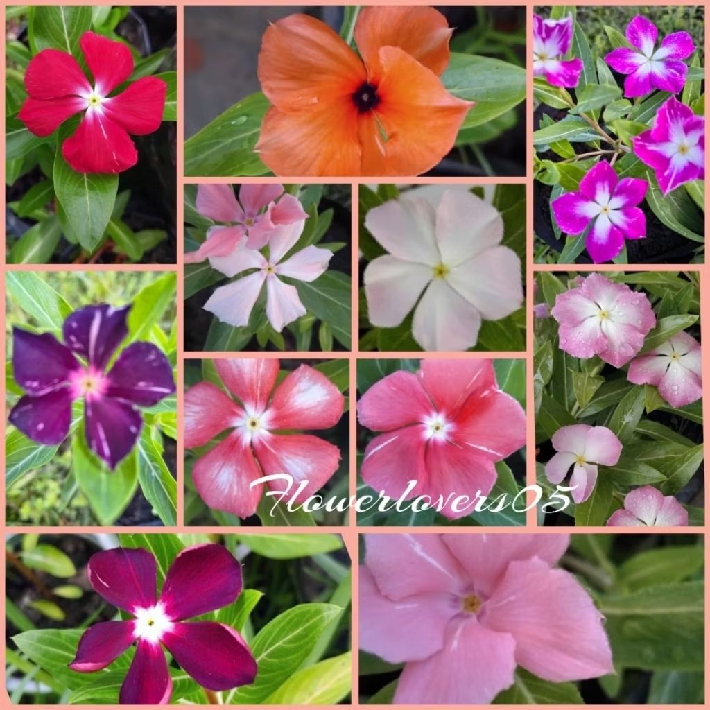 vinca juntai series rimbun paket 7 warna  kondisi sudah hidup tanaman hias bunga tapak dara