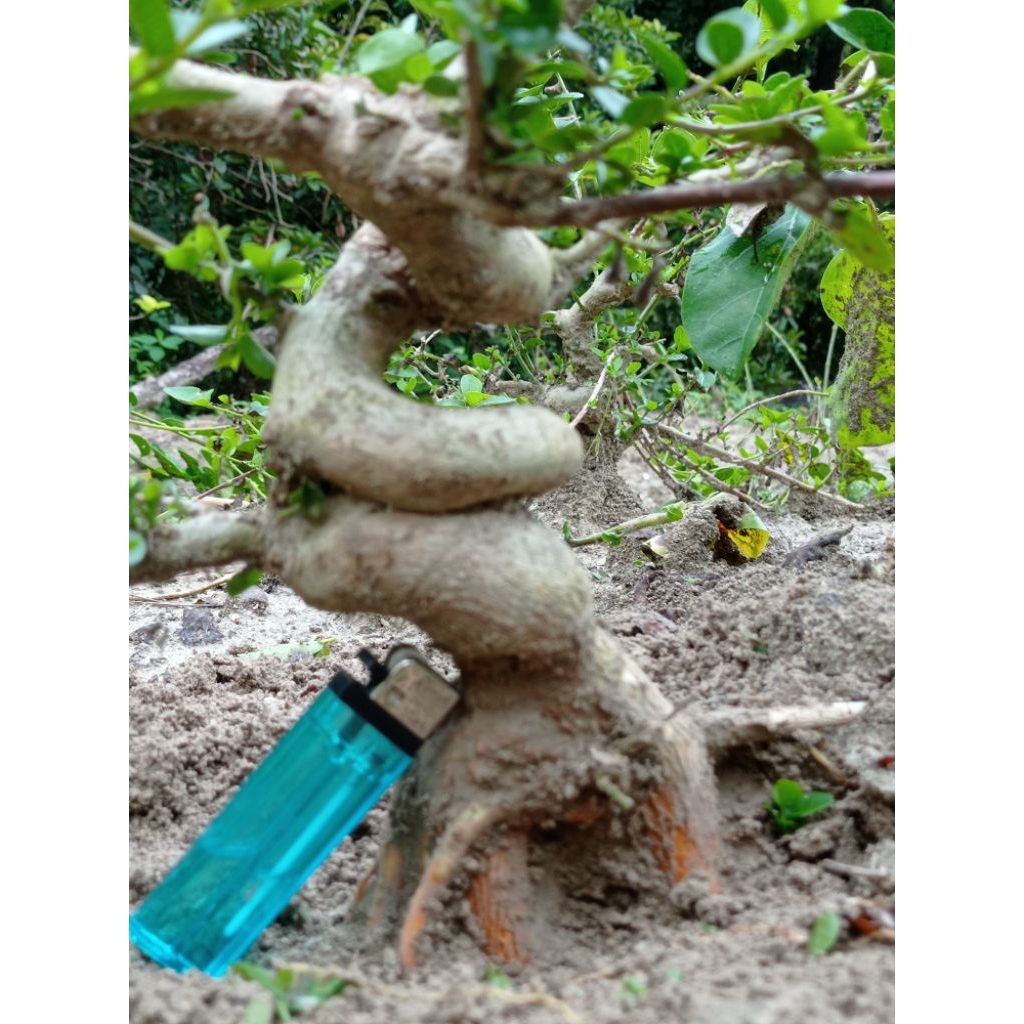 bahan bonsai sancang fresh dongkel realpic