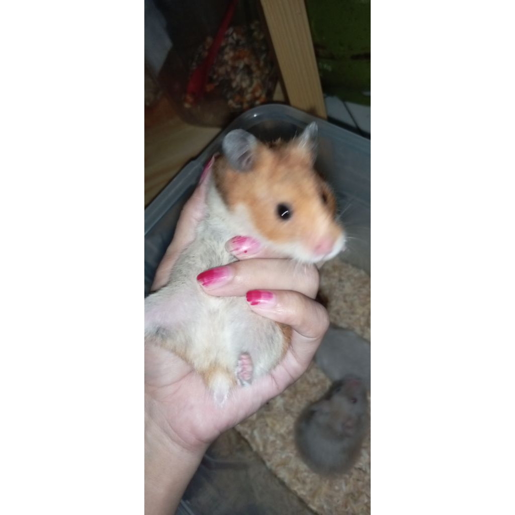 box dan hamster syrian indukan siap kawin