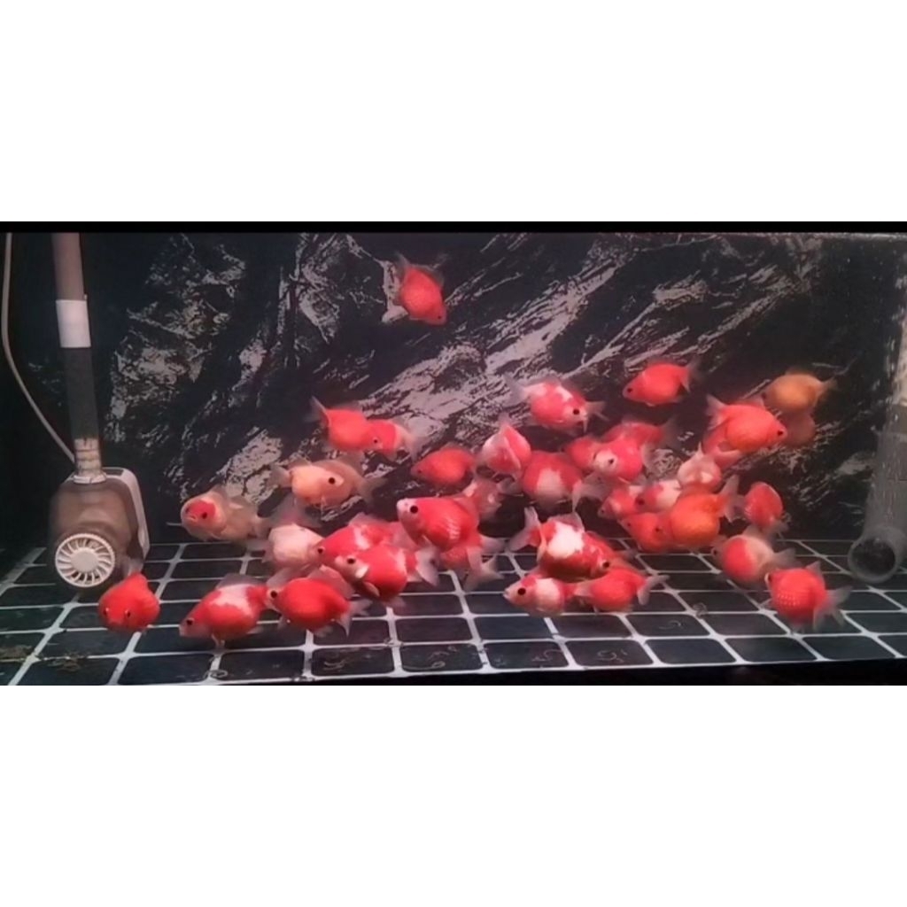 Koki Mutiara Size 10cm