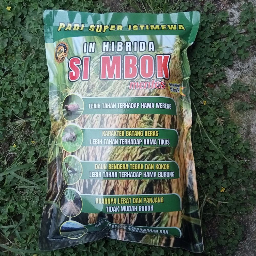 Benih Padi Simbok Bibit Padi Simbok Hibrida Terlaris Dan Terbaik