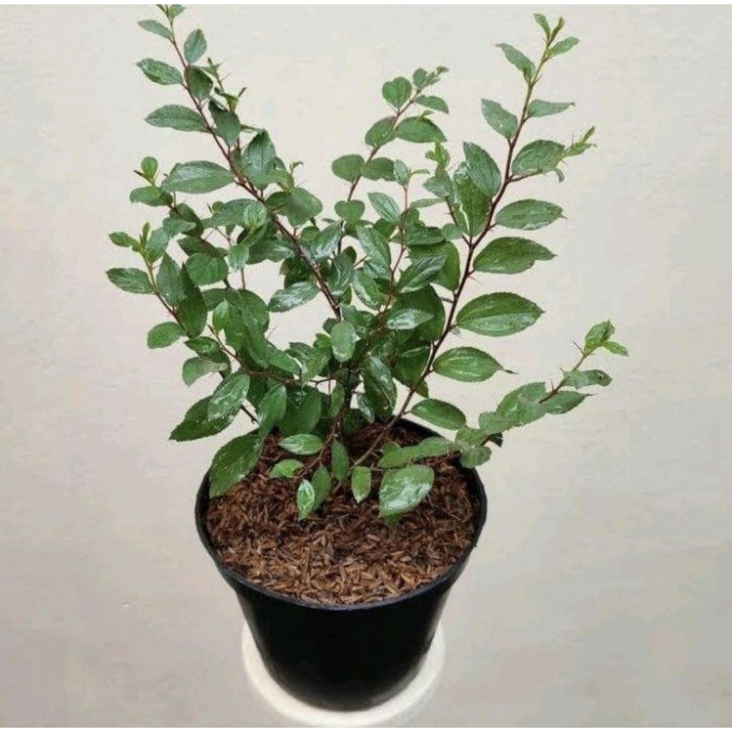 Pohon Bidara Arab Bibit Tanaman Pohon Bidara Arab Asli