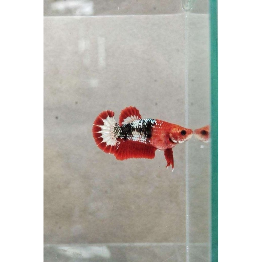 Ikan Cupang FCCP Red Head Ajib Quality