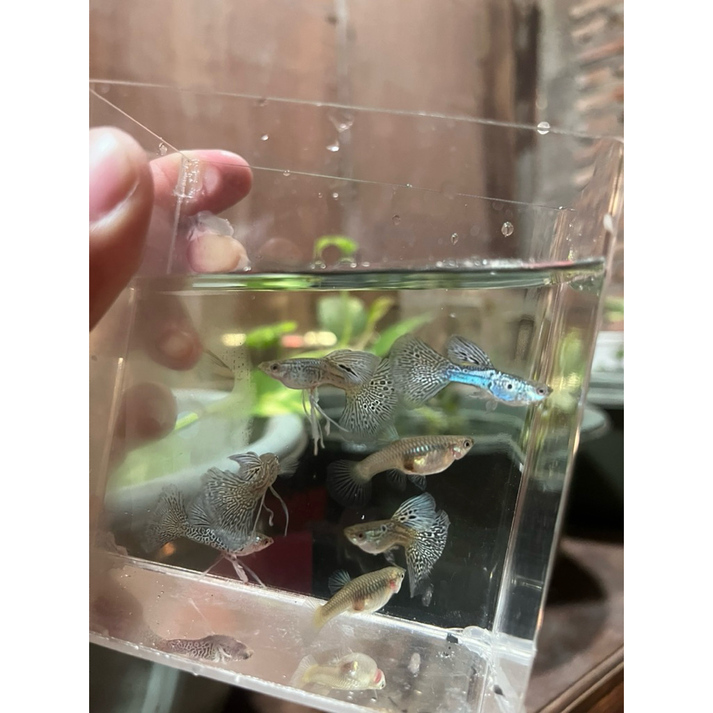 Sticker Guppy SS Blue Lace Ribbon