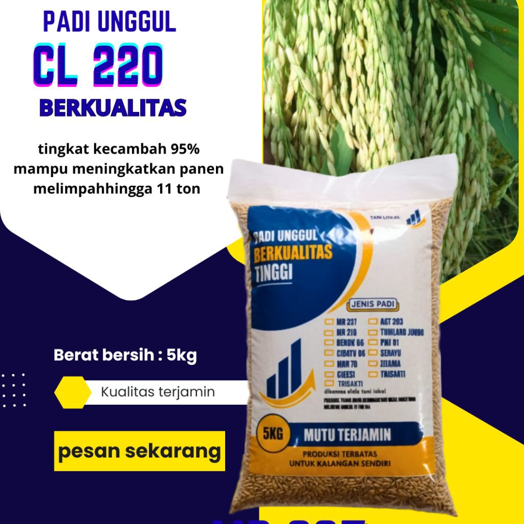 Benih padi unggul cl 220 bibit padi cl 220 original 5kg