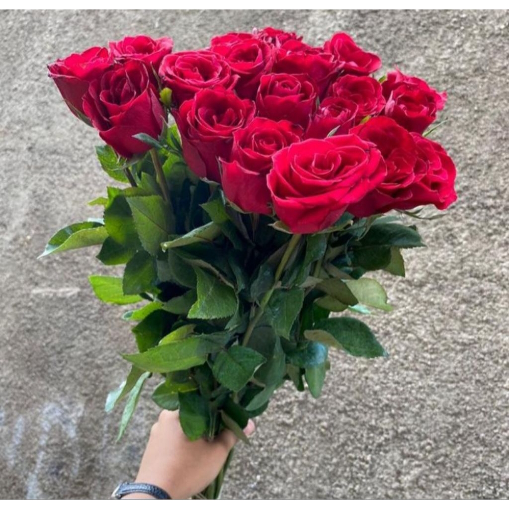 Bunga mawar merah asli fresh | Bunga mawar hidup