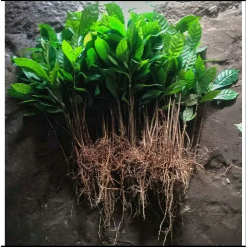 bibit kopi robusta klon bagio super