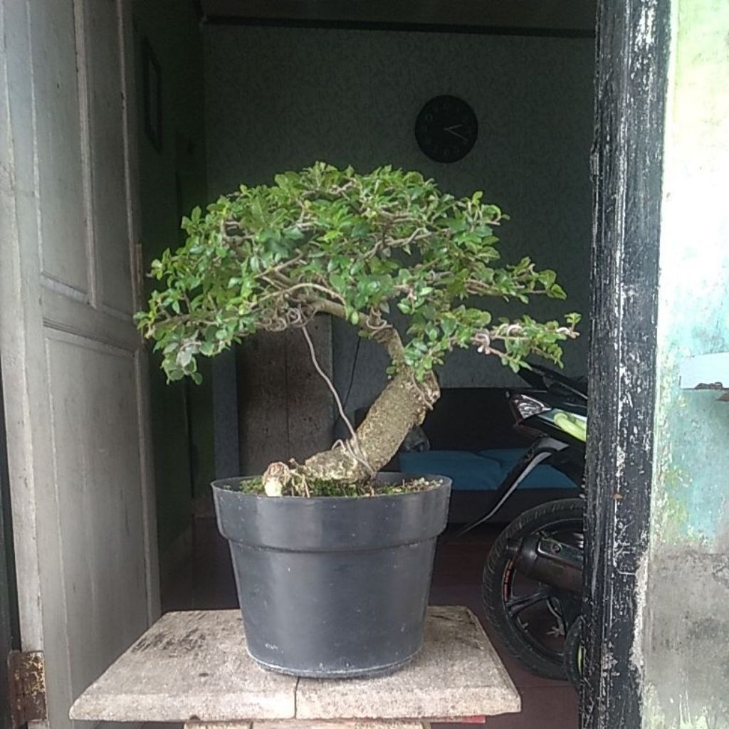 Tanaman hias bonsai serut small
