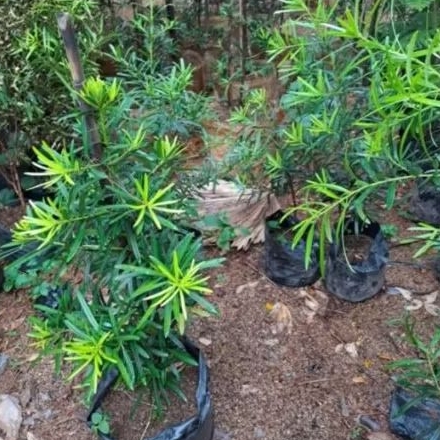 TANAMAN HIAS LOHANSUNG/TANAMAN BONSAI LOHANSUNG