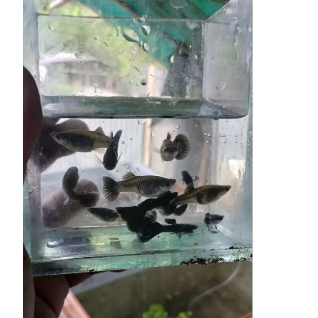 COD Hiasan Aquarium guppy black moscow Sepasang