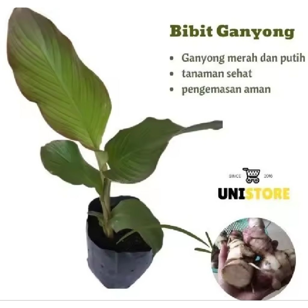 bibit ganyong