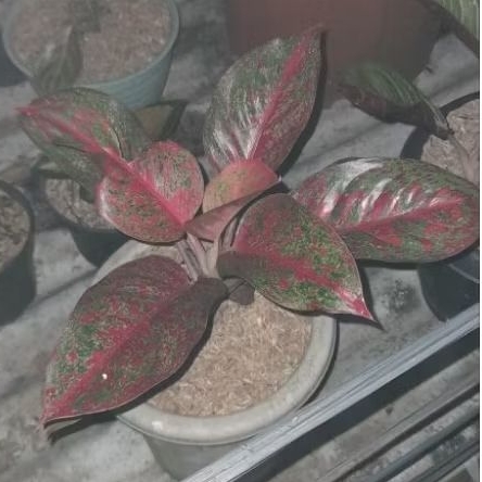aglaonema red stardust