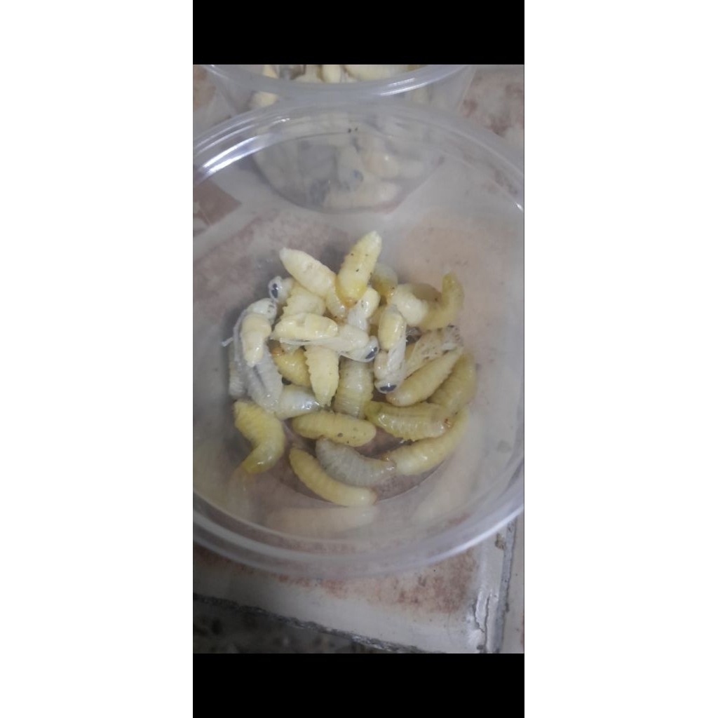 Larva Tawon Umpan Mancing Galatama 1cap - 30pcs