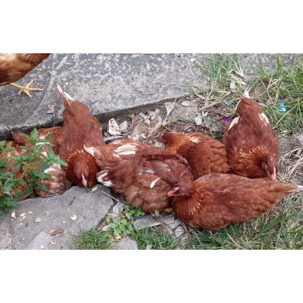 ayam petelur pullet usia 6 minggu sampai 16 minggu