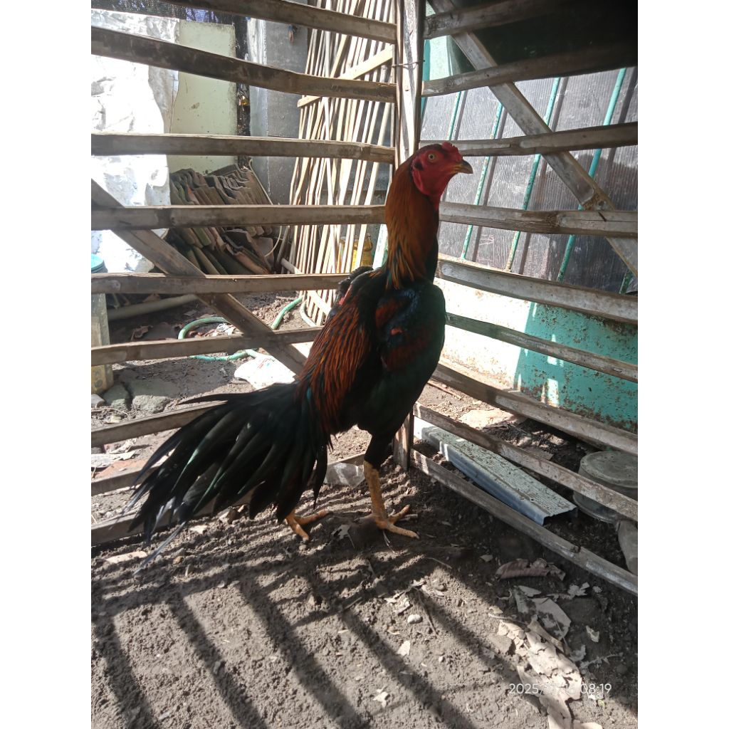 Ayam Bangkok Ekor Lidi